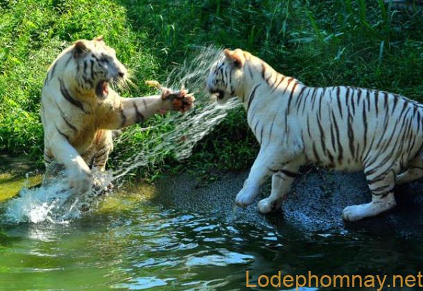 Thấy con hổ trong giấc mơ bạn nên đánh con nào để thắng lớn?